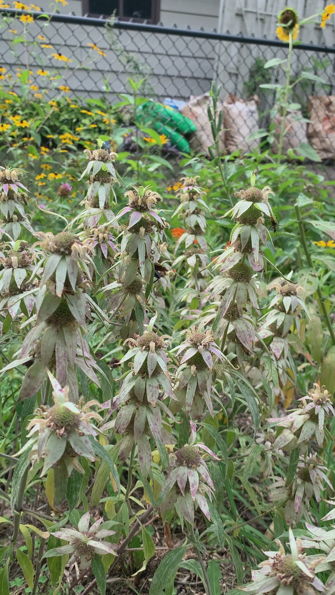 Spotted Bee Balm (Monarda Punctata)