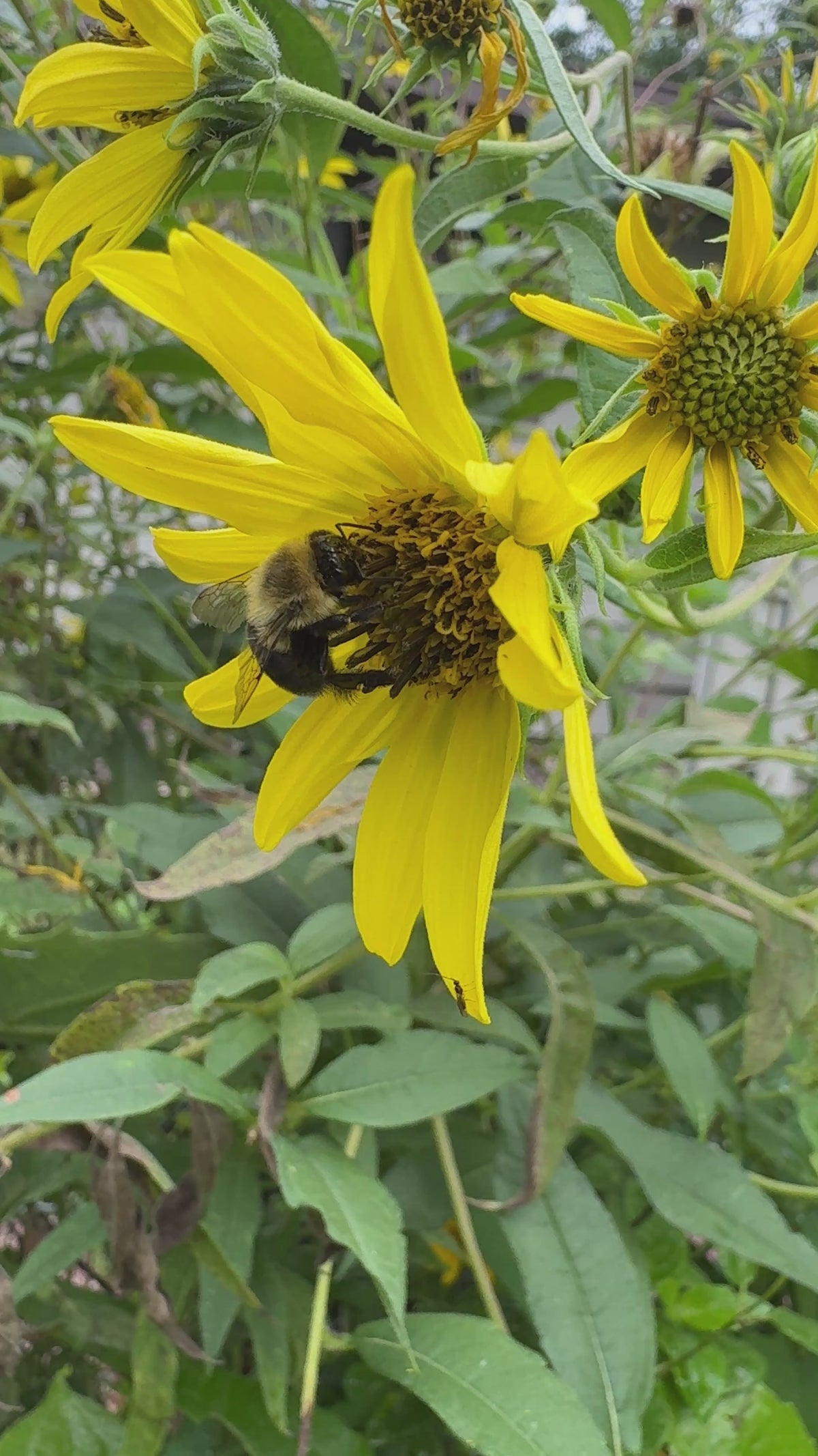 Tall Sunflower (Helianthus Giganteus)