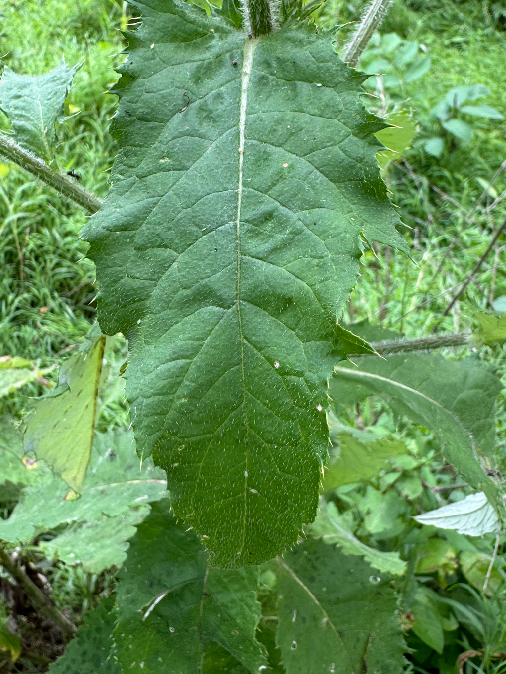 Tall Thistle (Cirsium altissimum)