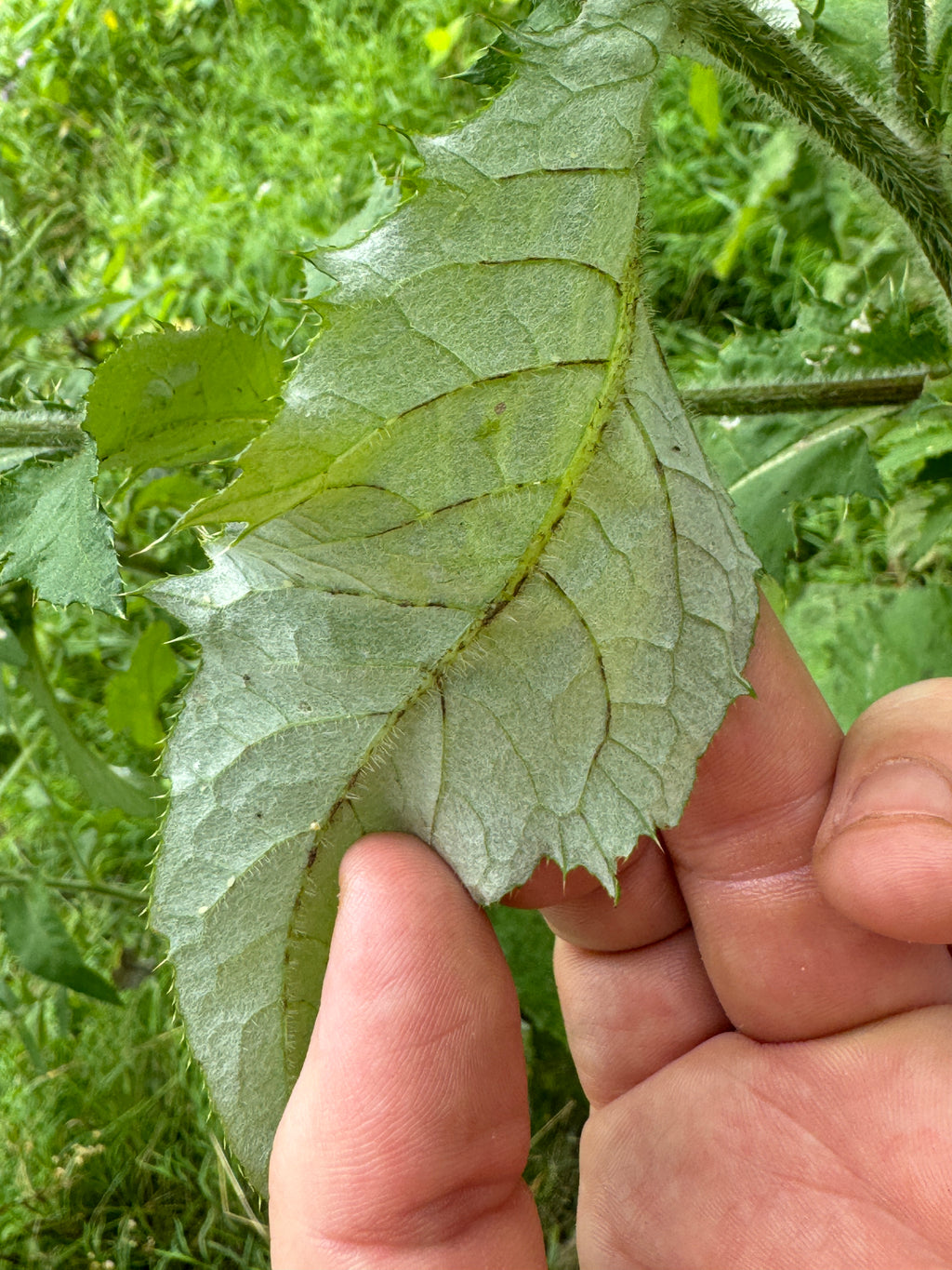 Tall Thistle (Cirsium altissimum)