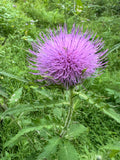 Tall Thistle (Cirsium altissimum)