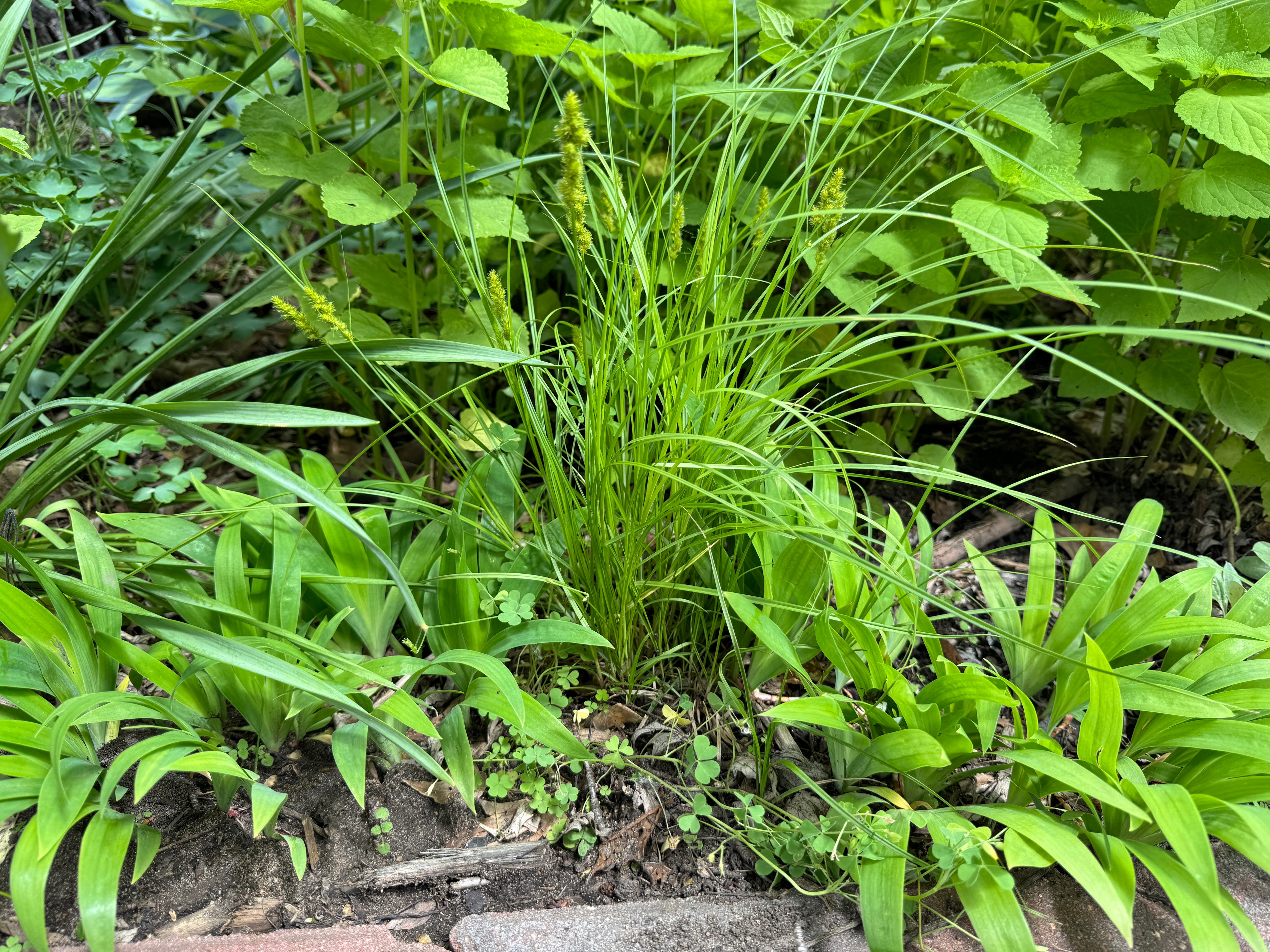 Dwarf Crested Iris (Iris Cristata)